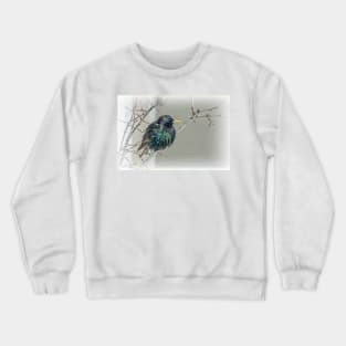 European Starling Showing Its Colors by Debra Martz Crewneck Sweatshirt